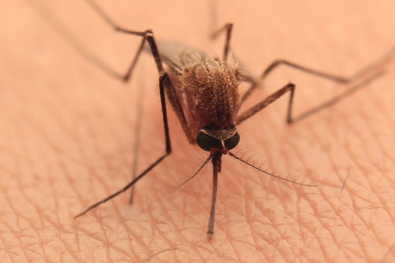 Mosquito Control Service in Rock Hill, SC