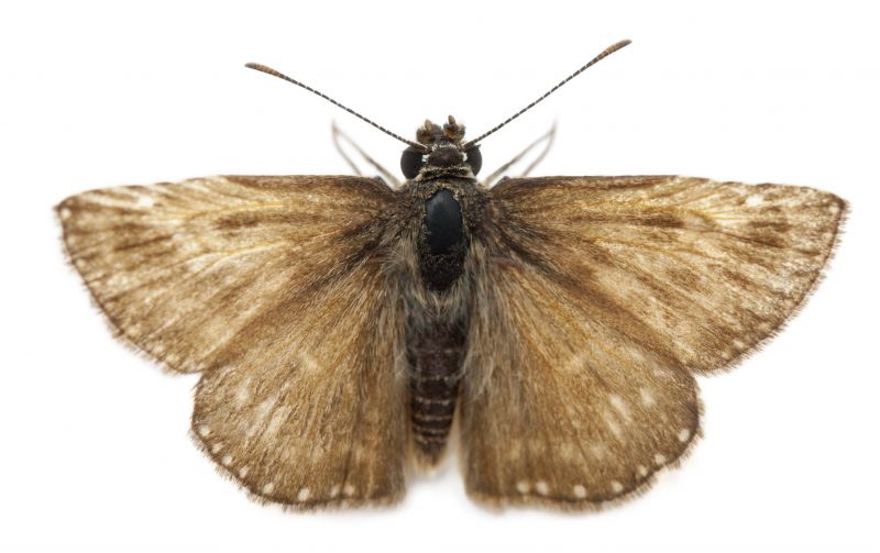 Moth Extermination in Charlotte, NC
