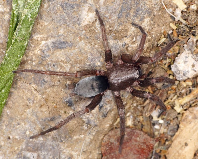 Mouse Spider Extermination in Charlotte, NC