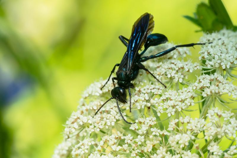 Mud Dauber Extermination in Charlotte, NC