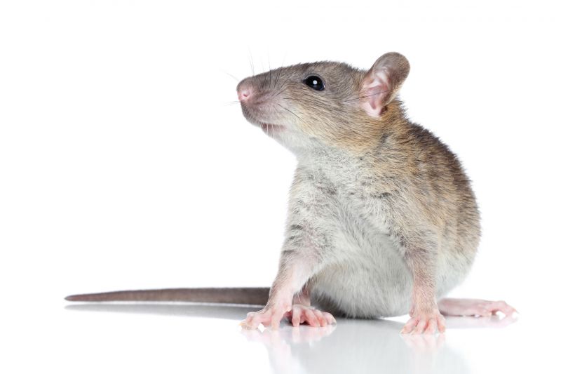 Rat Trapping Service in Cabarrus County, NC