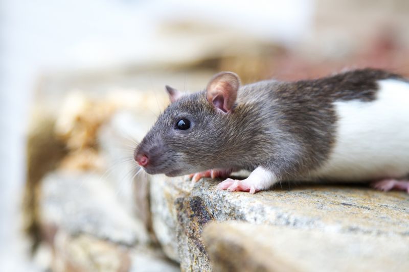 Rat Trapping Service in Clover, SC
