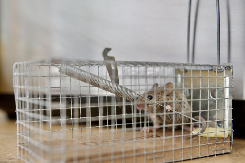 Rat Trapping Service in Concord, NC
