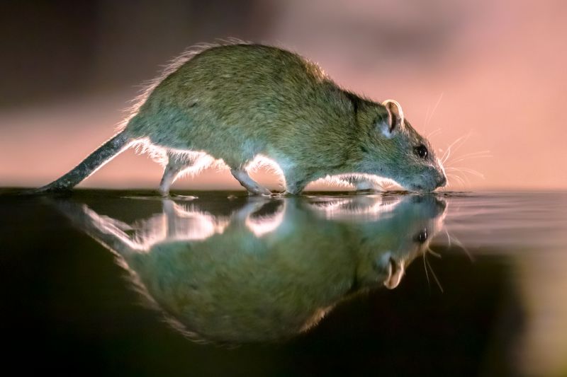 Rat Trapping Service in Indian Trail, NC