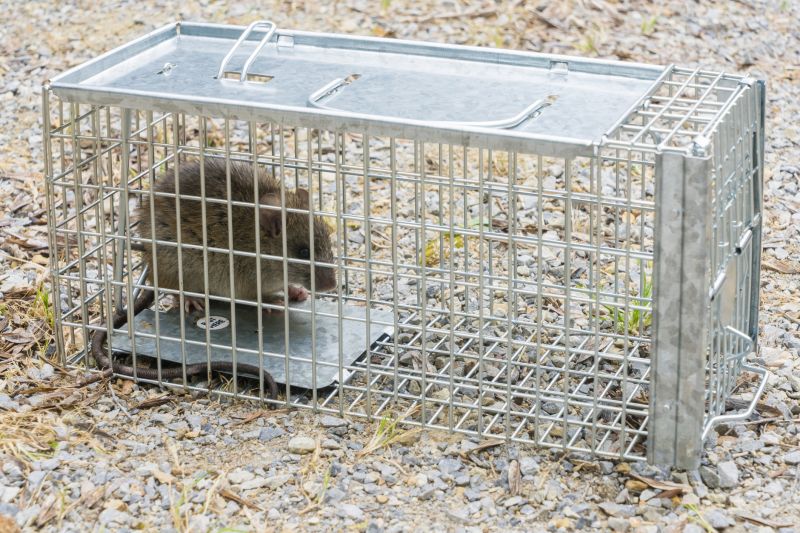 Rat Trapping Service in Matthews, NC