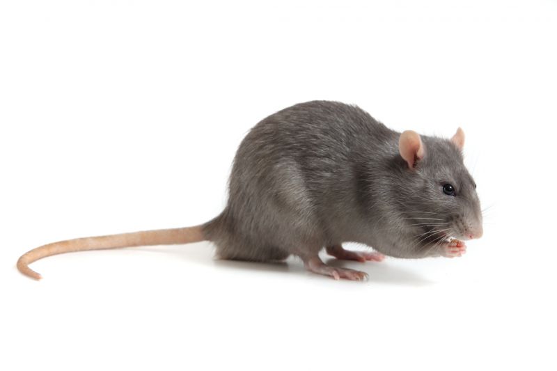 Rat Trapping Service in Mooresville, NC