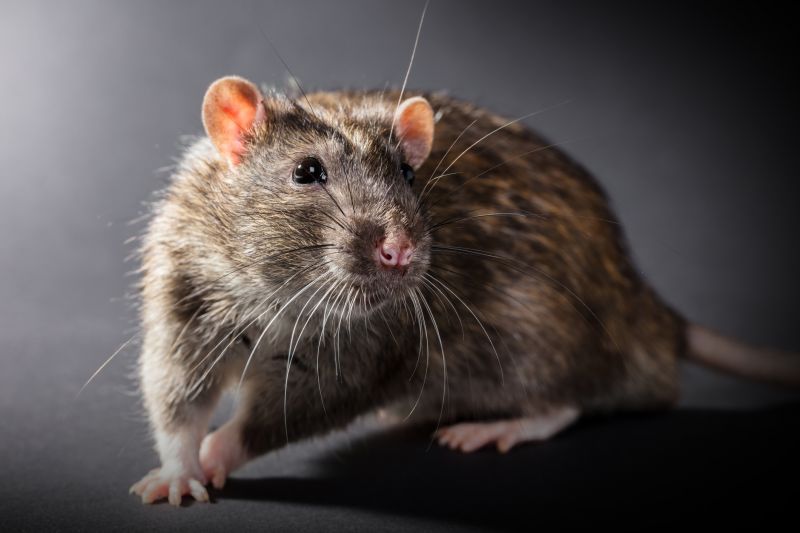 Rats Extermination in Belmont, NC