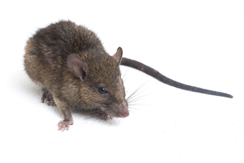 Rats Extermination in Cabarrus County, NC