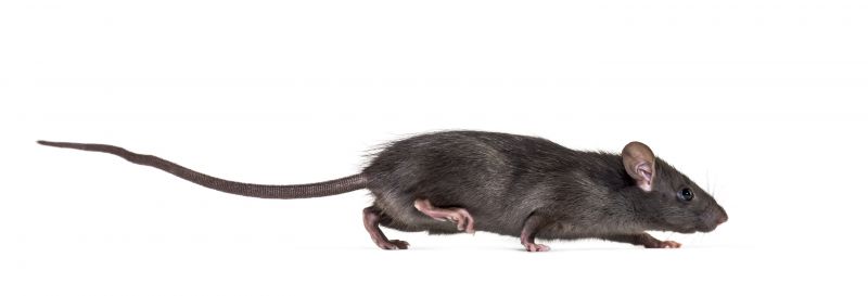 Rats Extermination in Dallas, NC