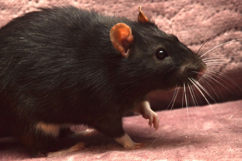 Rats Extermination in Huntersville, NC