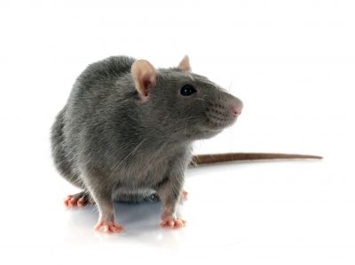 Rats Extermination in Indian Trail, NC
