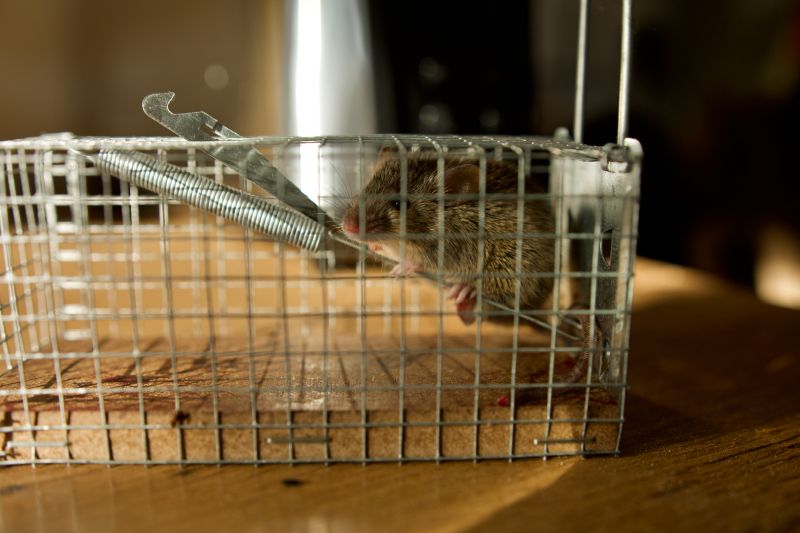Rats Extermination in Matthews, NC