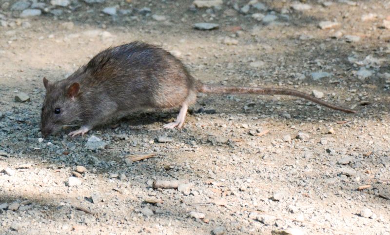 Rats Extermination in Monroe, NC