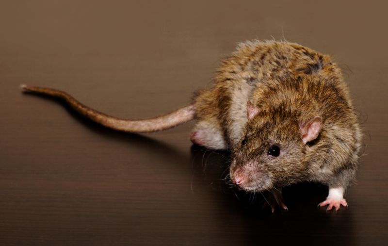 Rats Extermination in Mooresville, NC