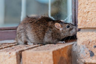 Rats Extermination in Mount Pleasant, NC