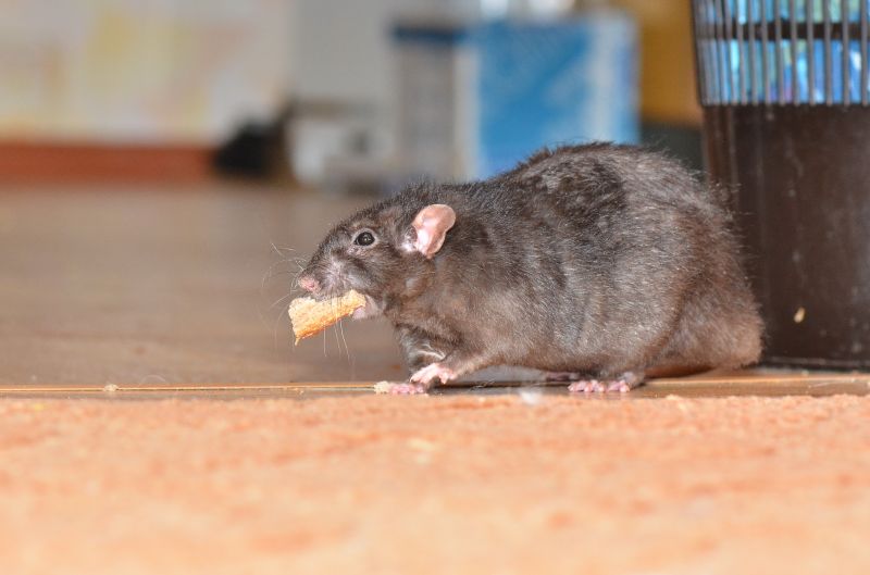 Rats Extermination in Rock Hill, SC