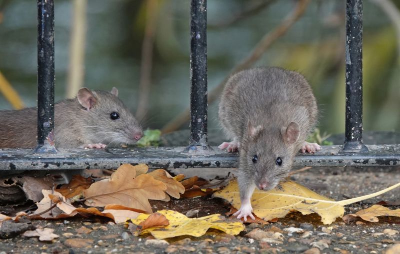 Rats Extermination in York County, SC