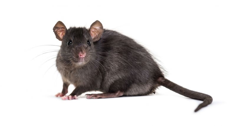 Rats Removal in Denver, NC