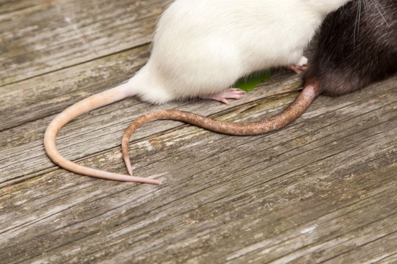 Rats Removal in Midland, NC