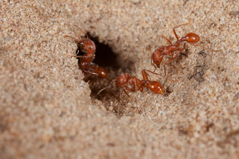 Red Ant Extermination in Charlotte, NC