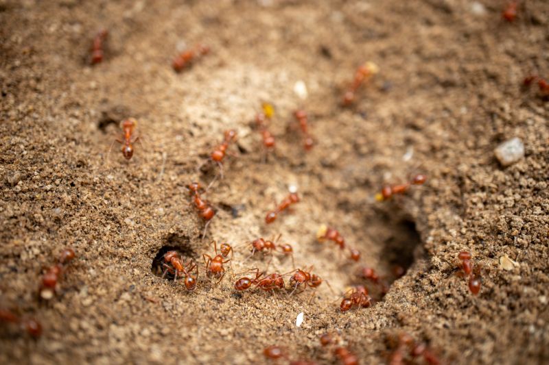 Red Ant Extermination in Charlotte, NC