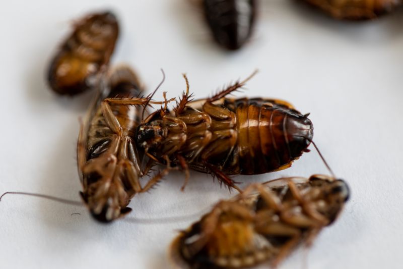 Roach Extermination in Belmont, NC