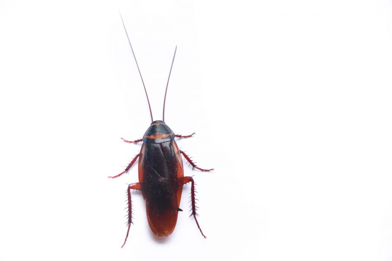 Roach Extermination in Cabarrus County, NC