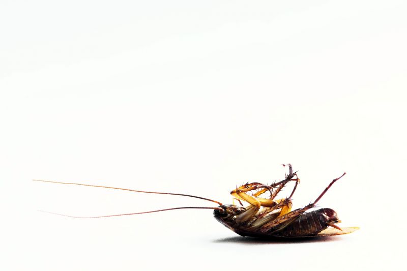 Roach Extermination in Concord, NC
