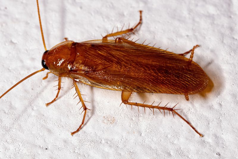 Roach Extermination in Dallas, NC