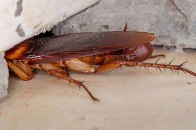 Roach Extermination in Huntersville, NC