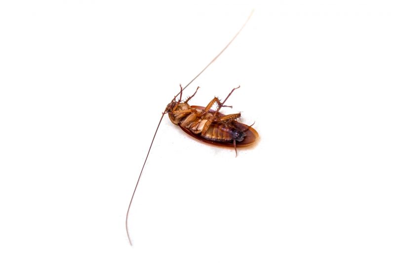 Roach Extermination in Kannapolis, NC