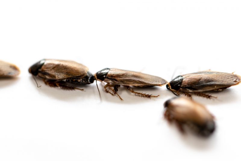 Roach Extermination in Charlotte, NC