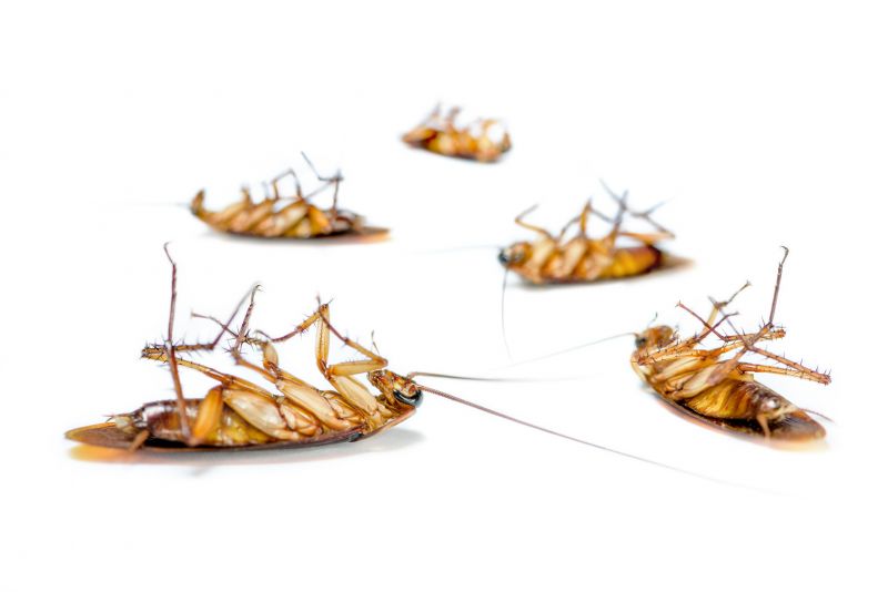 Roach Extermination in Midland, NC