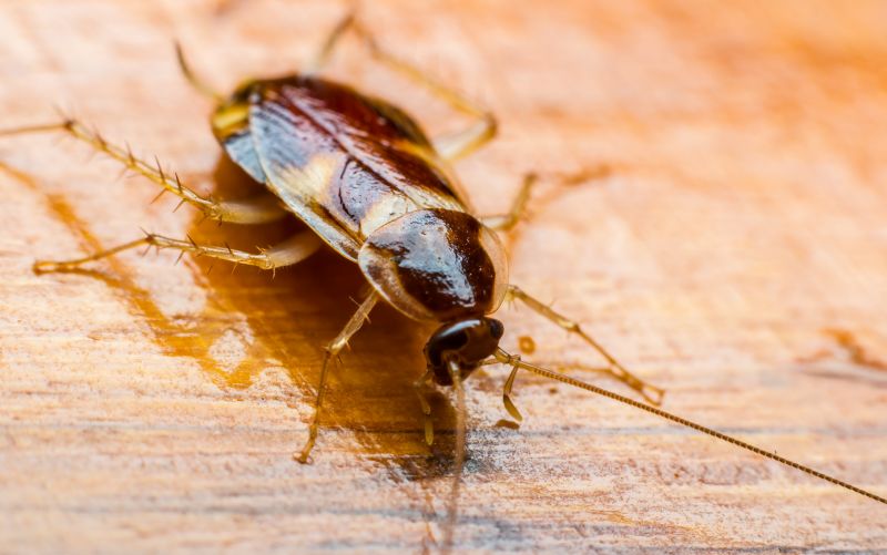 Roach Removal in Cabarrus County, NC