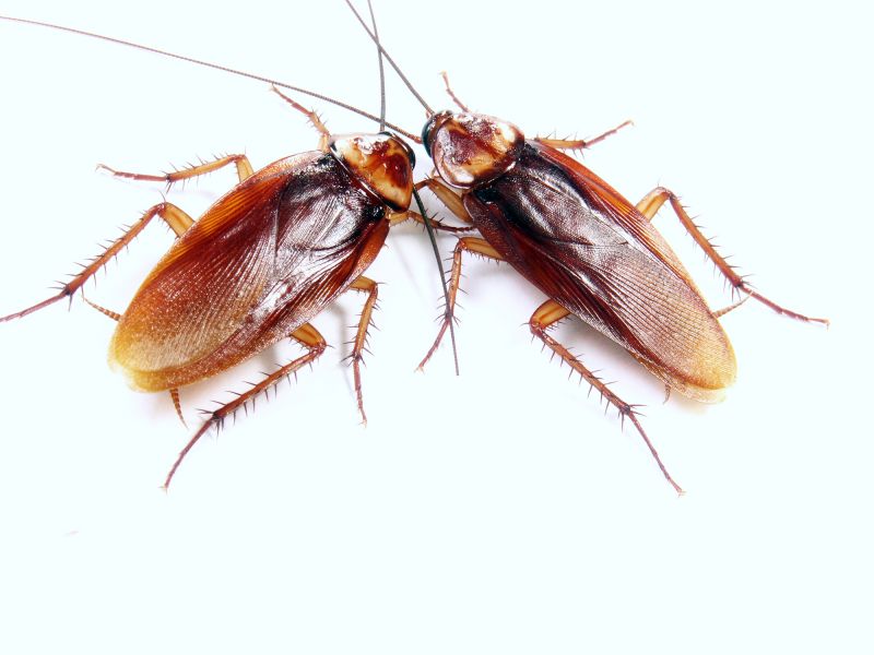 Roach Removal in Davidson, NC