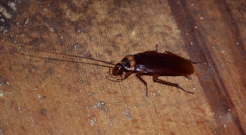 Roach Removal in Huntersville, NC