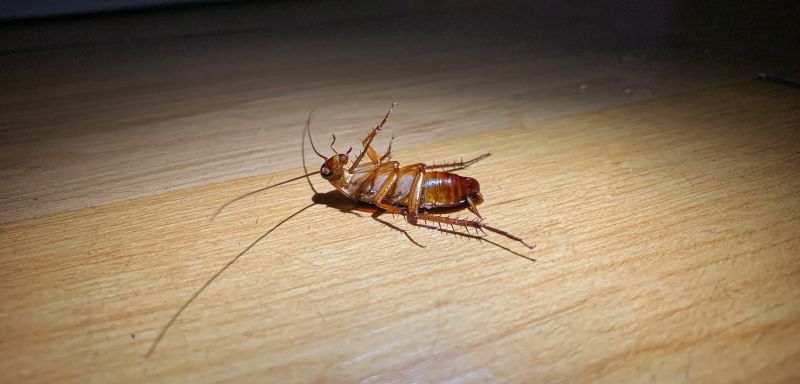 Roach Removal in Charlotte, NC