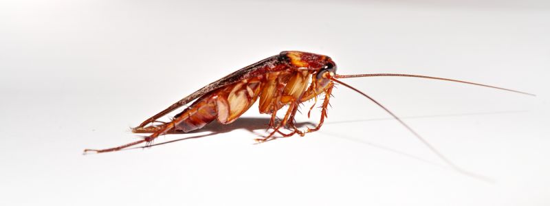 Roach Removal in Matthews, NC