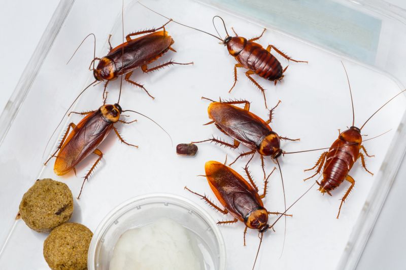 Roach Removal in Midland, NC
