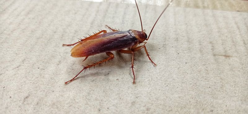 Roach Removal in Waxhaw, NC