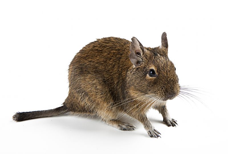 Rodent Control Service in Mount Holly, NC