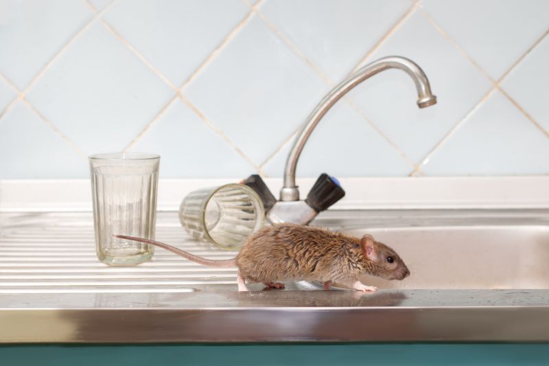 Rodent Extermination Service in Belmont, NC