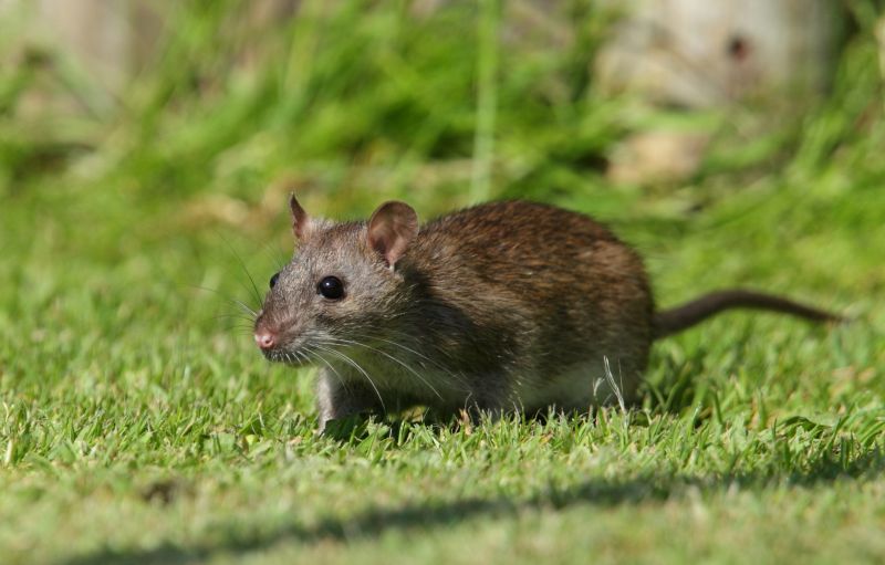 Rodent Extermination Service in Belmont, NC