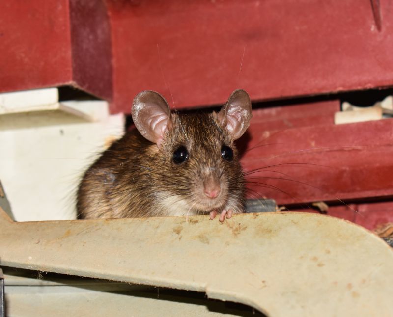 Rodent Extermination Service in Cornelius, NC