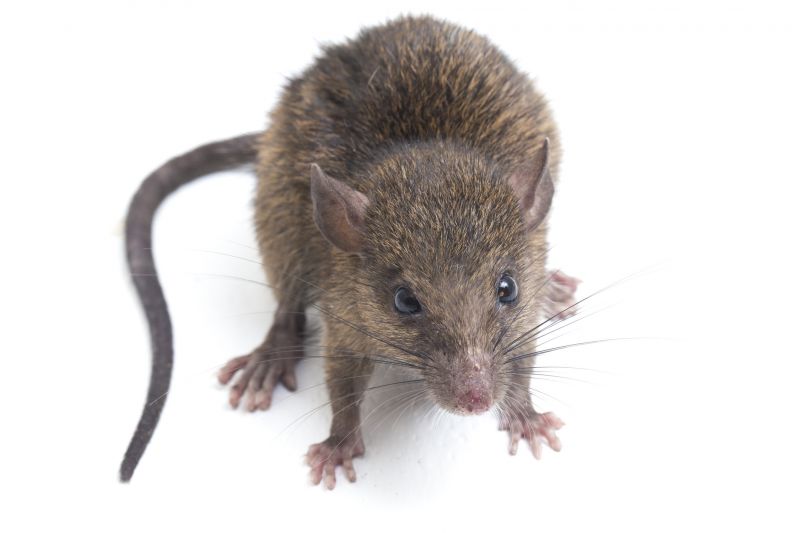 Rodent Extermination Service in Cornelius, NC