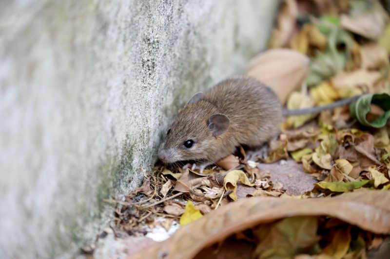 Rodent Extermination Service in Iron Station, NC