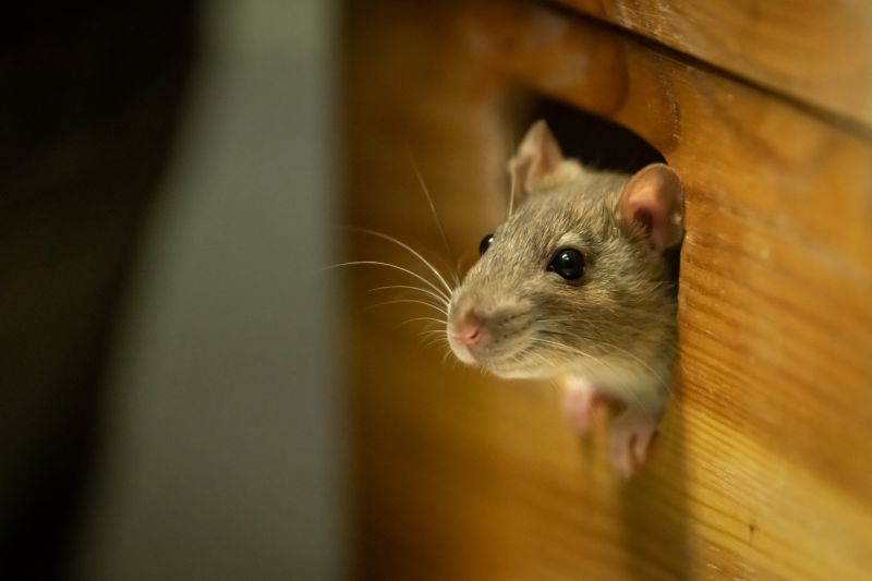 Rodent Extermination Service in Mount Holly, NC