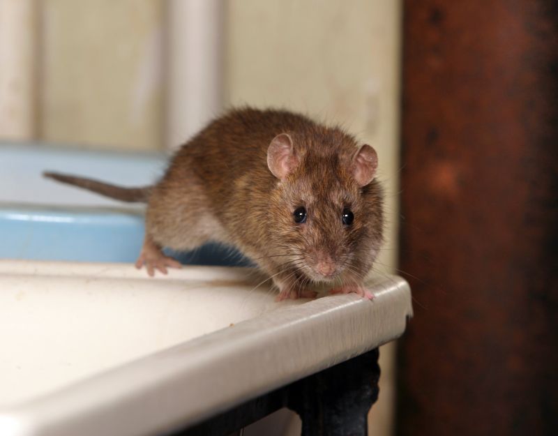 Rodent Extermination Service in Rock Hill, SC