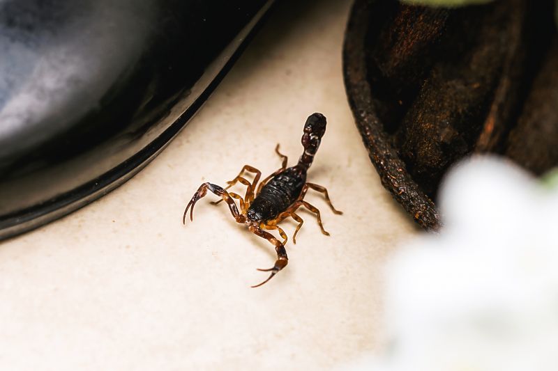 Scorpion Extermination in Charlotte, NC