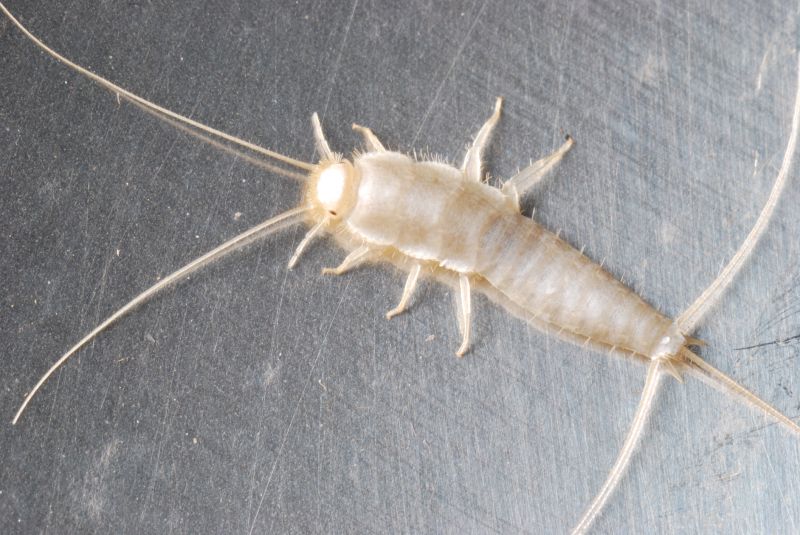 Silverfish Extermination in Charlotte, NC